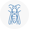 Guiseley Wasp Nest Removal